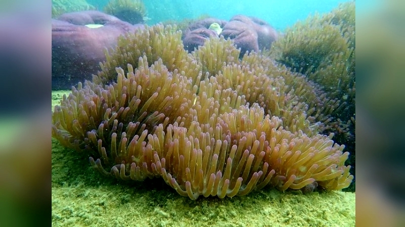 SEAFARERDIVERS's tweet photo. THAILAND (Marine life - Environment) - CORAL THRIVING AROUND SOUTHERN ISLANDS &amp; ANDAMAN SEA ISLANDS HAS THERMOCLINES GOING DOWN TO 23-24°, WHICH IS BENEFICIAL FOR CORAL REEFS AND ATTRACT DEEP WATER FISH TO THE SHALLOW REEFS at 28°
https://t.co/QEJaqZx3y6 https://t.co/GxYssKgB2G