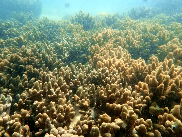 SEAFARERDIVERS's tweet photo. THAILAND (Marine life - Environment) - CORAL THRIVING AROUND SOUTHERN ISLANDS &amp; ANDAMAN SEA ISLANDS HAS THERMOCLINES GOING DOWN TO 23-24°, WHICH IS BENEFICIAL FOR CORAL REEFS AND ATTRACT DEEP WATER FISH TO THE SHALLOW REEFS at 28°
https://t.co/QEJaqZx3y6 https://t.co/GxYssKgB2G