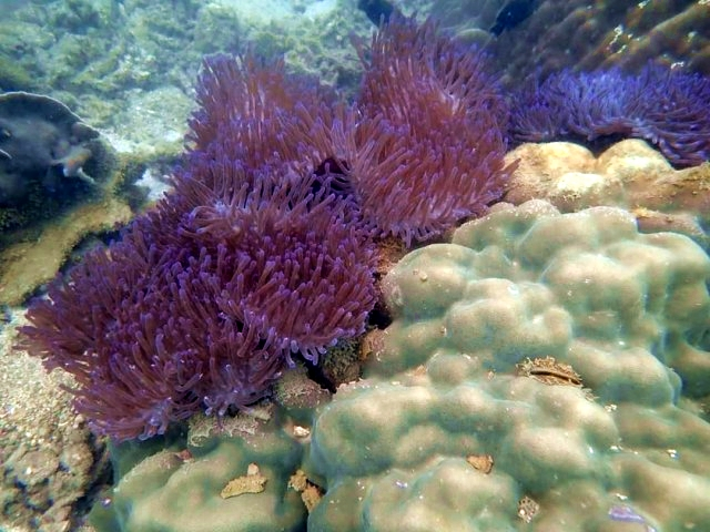 SEAFARERDIVERS's tweet photo. THAILAND (Marine life - Environment) - CORAL THRIVING AROUND SOUTHERN ISLANDS &amp; ANDAMAN SEA ISLANDS HAS THERMOCLINES GOING DOWN TO 23-24°, WHICH IS BENEFICIAL FOR CORAL REEFS AND ATTRACT DEEP WATER FISH TO THE SHALLOW REEFS at 28°
https://t.co/QEJaqZx3y6 https://t.co/GxYssKgB2G
