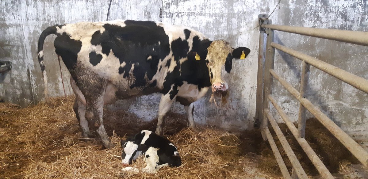 HaroldKingston1's tweet image. SURPRISE!!!!! Bit of TLC needed for premature calf 10 days before herd due date #farm365 #Calving20
