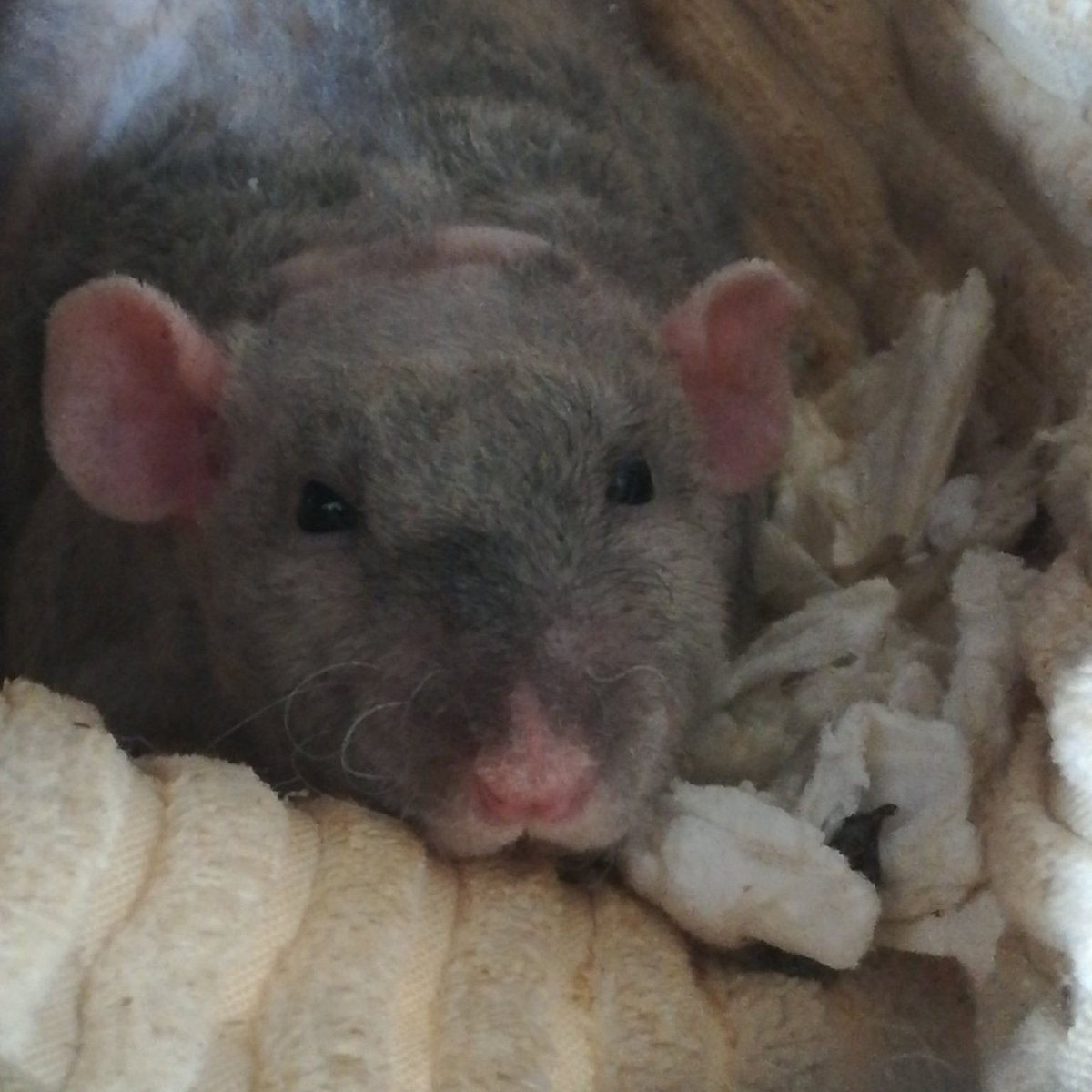 Bolt_451's tweet photo. Sorry if I've shared this before but here is Nog, having just finished filling his hammock with bedding for extra comfort. #ratsoftwitter #DumboRat #DoubleRexRat https://t.co/TNTRrGoKm1