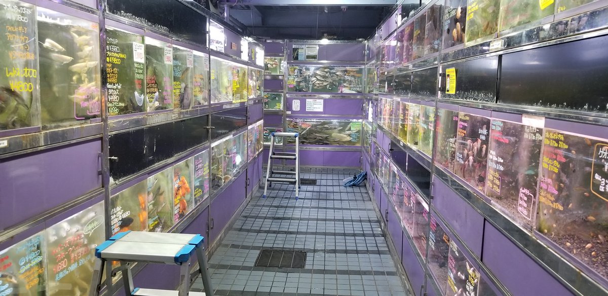 エキゾチックアフリカ