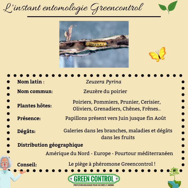 GreenControl_'s tweet photo. La minute entomologie Greencontrol ! Protéger vos poiriers et pommiers avec nos pièges à phéromone Greencontrol 🍐
▶️▶️ https://t.co/3lwZ6RylmG pour vous les procurer !
#jardin #poire #bio #biocontrol #poirier #insectes #ravageur #jardinerbio #greencontrol #entomologie https://t.co/a40w3LUEGD
