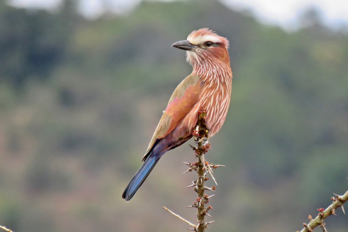 The Safari & Conservation Co. tweet media