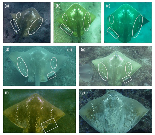 Our new paper on photo ID of the rare smalleye stingray in Mozambique is just out in Journal of Fish Biology. tinyurl.com/ujhdc8b

Well done to <a href="/JennyKeeping/">Jenny Keeping</a> for leading this work.

@IBAHCM <a href="/GlasgowUniFish/">Glasgow Fish Biology</a> <a href="/alloutafrica/">All Out Africa</a> <a href="/deepseadeb/">Dr Deborah McNeill</a> @neilmburns <a href="/TheFSBI/">fsbi</a>