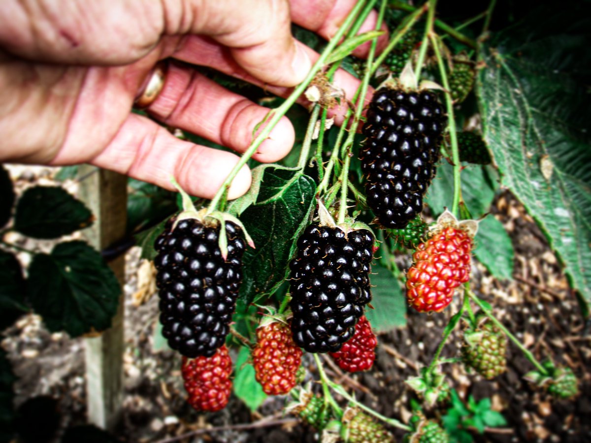 globalplantgen's tweet photo. Easy to grow, painless to harvest and beneficial for health.
This specific thornless #blackberry produces high yields of glossy, large berries in early summer from small and easy to grow plants.
#blackberry #thornless #plants🌿 #variety #cultivar #genetics #breeding #program https://t.co/TCU0QXDGJM
