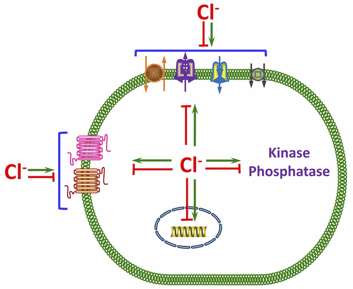 AJPCellPhys's tweet photo. See latest Reviews #PublishedinAJPCell in our January issue. Today we feature the important of #chloride:
3/ "Cl− as a bona fide #signaling ion"
https://t.co/ksxnLMFHPL https://t.co/A0AyVPZ9IQ