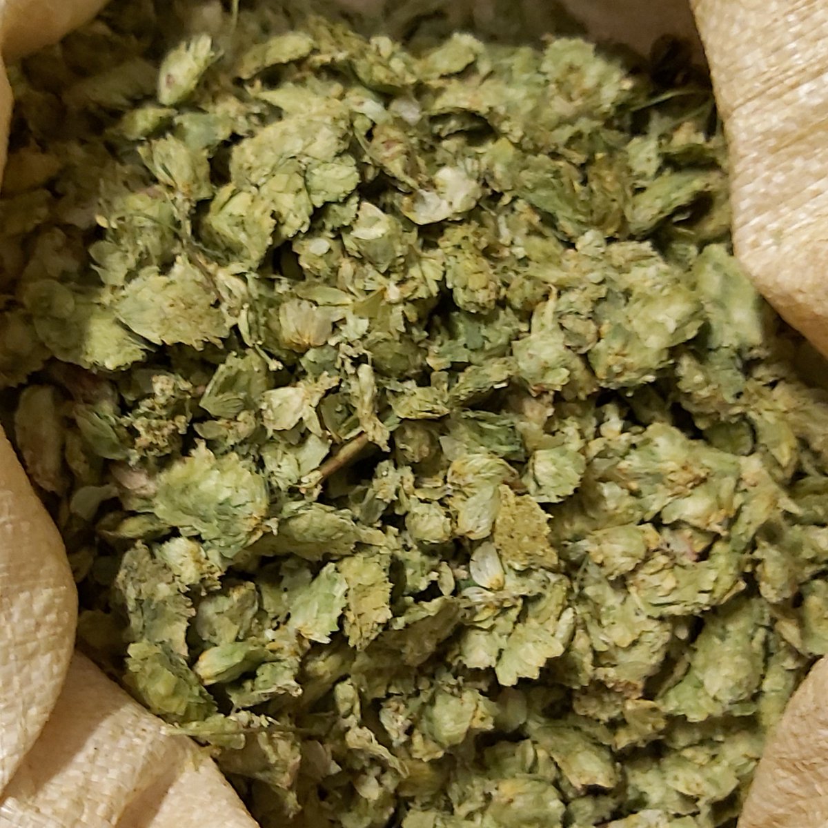 Yeovil Ales Brewery (@yeovilalesbrew) on Twitter photo Super excited to be brewing today with the exclusive best new English hop variety, Harlequin - fantastic clean aromas of citrus and tropical fruits! Keep an eye out for it - coming very soon!
<a href="/Townendhopfarm/">Mark Andrews</a>, @FaramRobbie, <a href="/FaramWill/">William Rogers</a> Super excited to be brewing today with the exclusive best new English hop variety, Harlequin - fantastic clean aromas of citrus and tropical fruits! Keep an eye out for it - coming very soon!
<a href="/Townendhopfarm/">Mark Andrews</a>, @FaramRobbie, <a href="/FaramWill/">William Rogers</a>