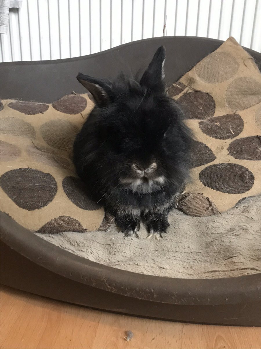 cater_adam's tweet image. If nobody claims him/her, we’ll take him/her #samebreed