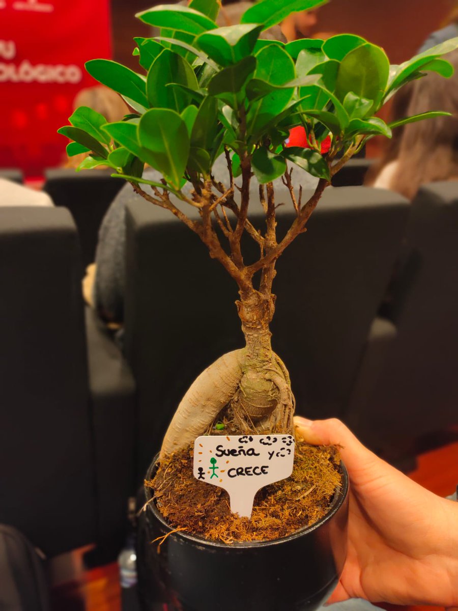 BrainsPro's tweet photo. Nos han dado la bienvenida con este precioso bonsái que crecerá con nosotros. ¡¡Muchas gracias!!
@ProgramaMinerva @EconomiaAnd @VodafoneEmpresa
#emprendedores #ProgramaMinerva2020 #EmprendeconMinerva #startups #emprender https://t.co/HJakLD4VOQ