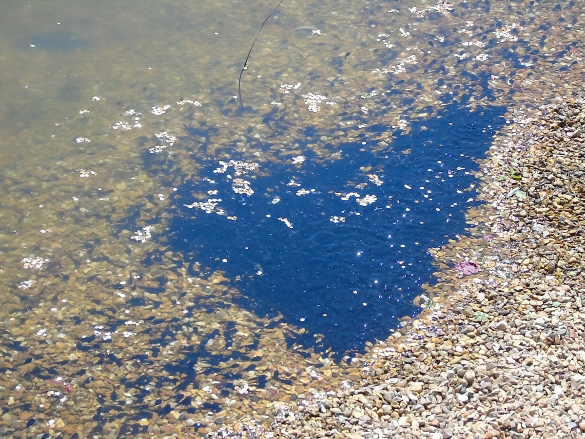 AESEurope's tweet photo. #WednesdayMotivation, #WednesdayThoughts  Looking forward to #spring. Anyone spotted #frog spawn yet? Watch in #gardens #woodland ponds, and large seasonal #puddles. https://t.co/rxGv5ktecw