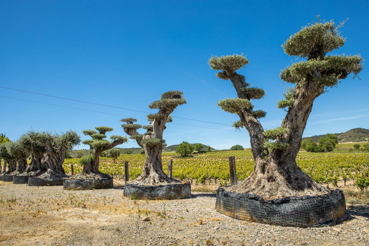 ViverosPerica's tweet photo. Hoy toca dar los #buenosdías desde nuestro #vivero de #SanAsensio con estos #olivos #centenarios 
Good morning from our #nursery located in San Asensio, #LaRioja with these centenary #olivetrees
#olivoscentenarios #centenaryolivetrees #nurseryLaRioja #nurserySpain #viveroLaRioja https://t.co/Q8LeHGlXIj