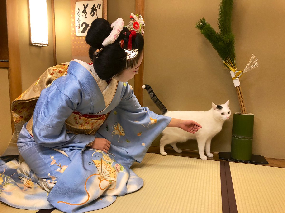 YOSHIFUMI01's tweet photo. お座敷に来てくれはった、とし七菜ちゃんとブルちゃんどす☺️

#京都 #宮川町 #舞妓さん https://t.co/kXkxfZ2xUL