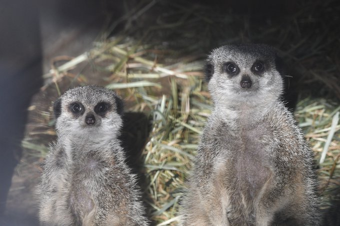 ミーアキャットのtwitterイラスト検索結果