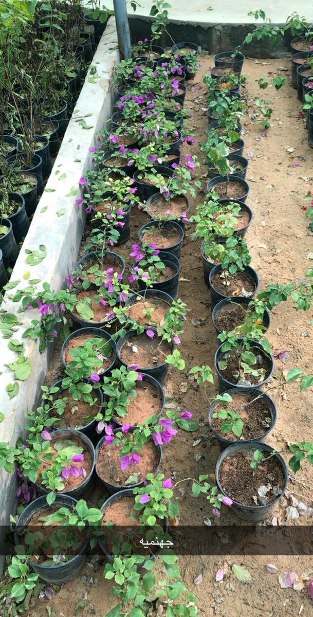 kananfarm's tweet photo. يوجد لدينا جهنمية بالألوان التالية:
١-ابيض 
٢-احمر
٣- اصفر 
٤- بنفسجي 
٥-برتقالي 
٦- زهري 
#جهنمية #زراعة #مزرعة #مشتل #زراعة #شجر_زينة #حديقة #تجهيز_حدائق https://t.co/ONBgQISp86