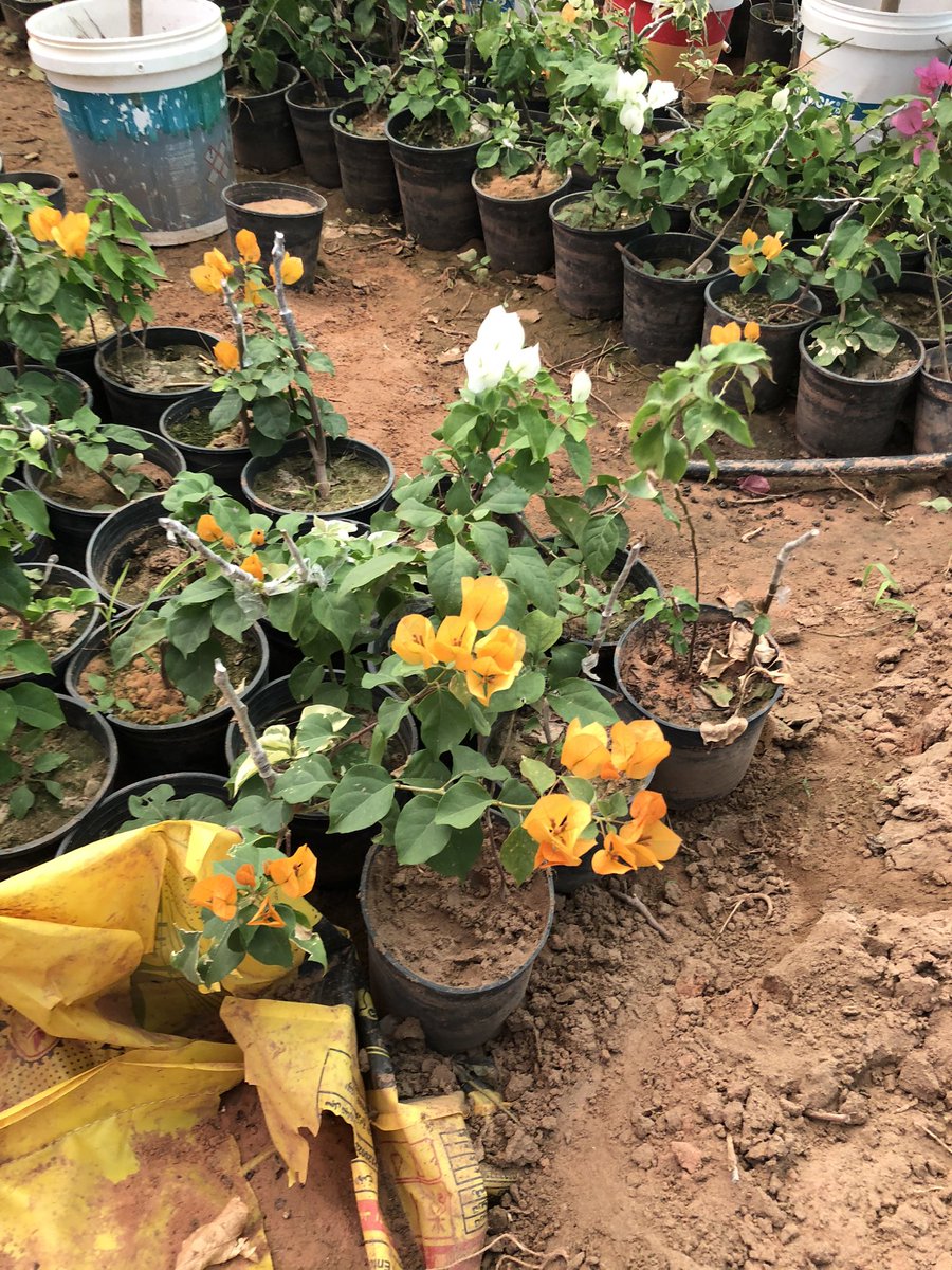 kananfarm's tweet photo. يوجد لدينا جهنمية بالألوان التالية:
١-ابيض 
٢-احمر
٣- اصفر 
٤- بنفسجي 
٥-برتقالي 
٦- زهري 
#جهنمية #زراعة #مزرعة #مشتل #زراعة #شجر_زينة #حديقة #تجهيز_حدائق https://t.co/ONBgQISp86