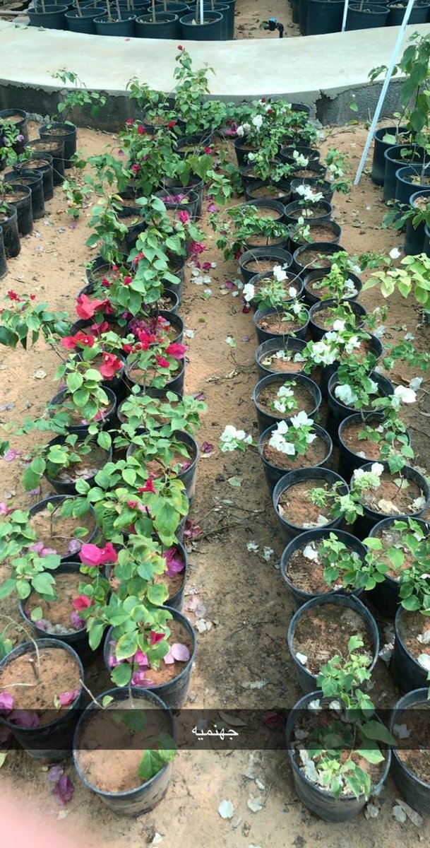kananfarm's tweet photo. يوجد لدينا جهنمية بالألوان التالية:
١-ابيض 
٢-احمر
٣- اصفر 
٤- بنفسجي 
٥-برتقالي 
٦- زهري 
#جهنمية #زراعة #مزرعة #مشتل #زراعة #شجر_زينة #حديقة #تجهيز_حدائق https://t.co/ONBgQISp86