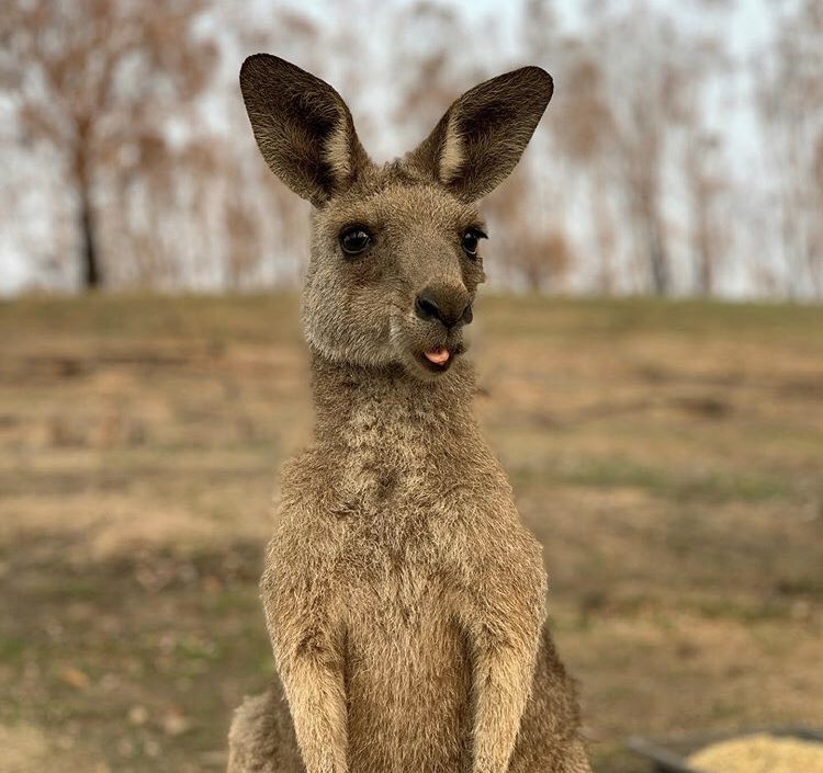 Craig De Meillon (@craigoz82) on Twitter photo Meet penny one of the first Roos to return to Raeās sanctuary after we constructed some shelters. And sheās is expecting š¦<a href="/ReachOutWW/">Reach Out WorldWide</a> Meet penny one of the first Roos to return to Raeās sanctuary after we constructed some shelters. And sheās is expecting š¦<a href="/ReachOutWW/">Reach Out WorldWide</a>