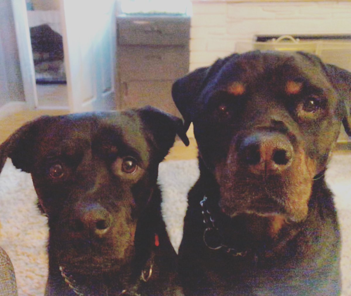 WinnieRescue's tweet photo. When your human tells you they have to go back to work. What about our cuddles!! 🐾🐾 #rescuedog #rottweiler #dogsofinstagram #pet #cuddledog #rottie #rottweileroftheday #rottielove https://t.co/2WIqV5Y3KO