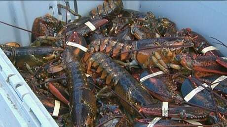 CBC Nova Scotia tweet media