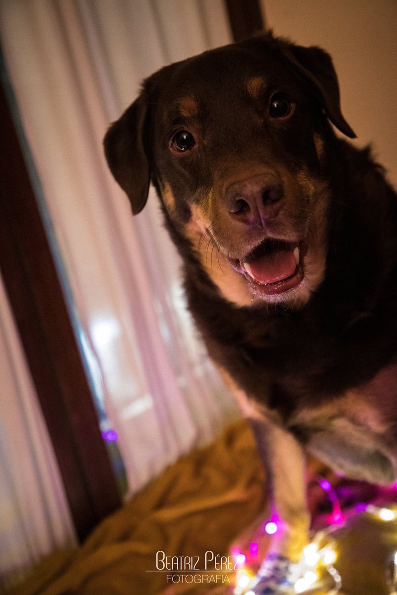 beaperezfoto's tweet photo. El pequeño Dalí.
#dog #doglover #photodog #photoshoot #sesiondefotos #perro #perrete #amorperruno #dali #fotografa https://t.co/c6i7OFlnLj