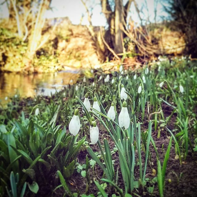 DudeSweetFood's tweet photo. Snow drops by the stream. https://t.co/UYjqOBmSei https://t.co/hkf1FNiSws