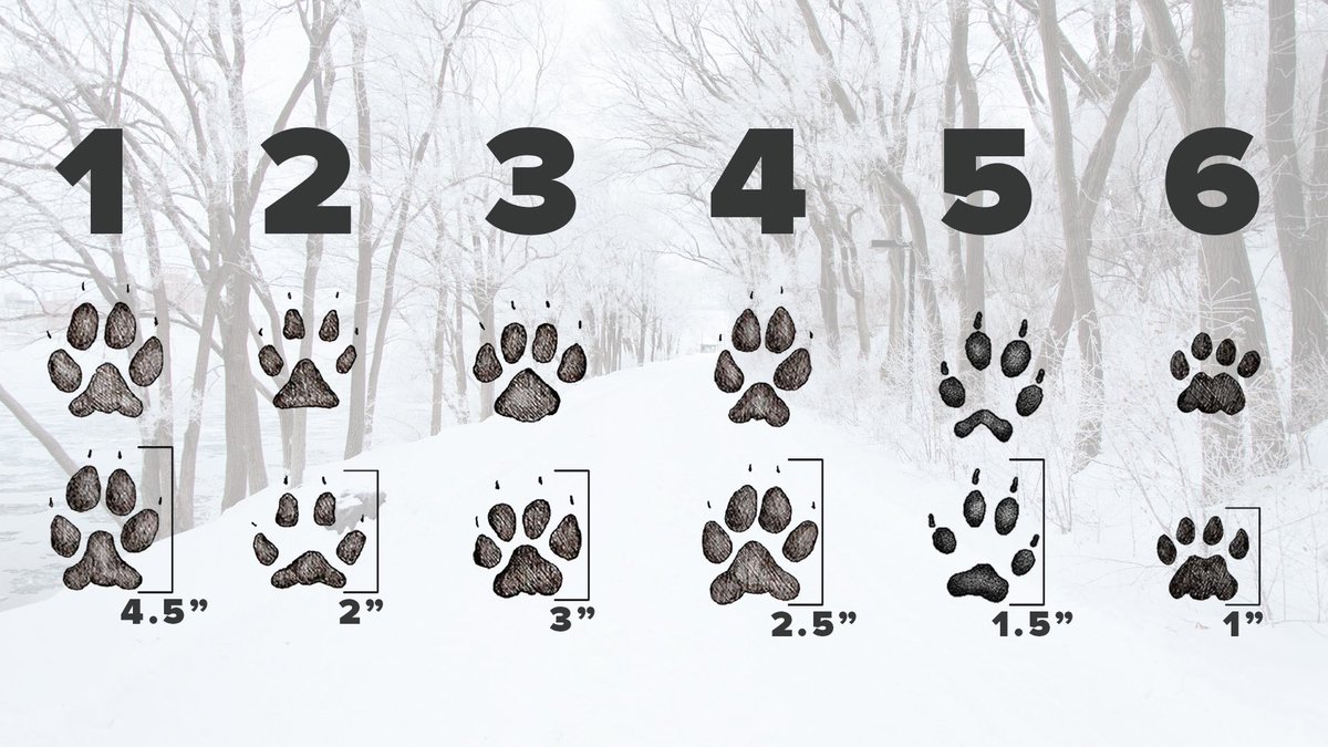 UW UrbanCanidProject tweet media