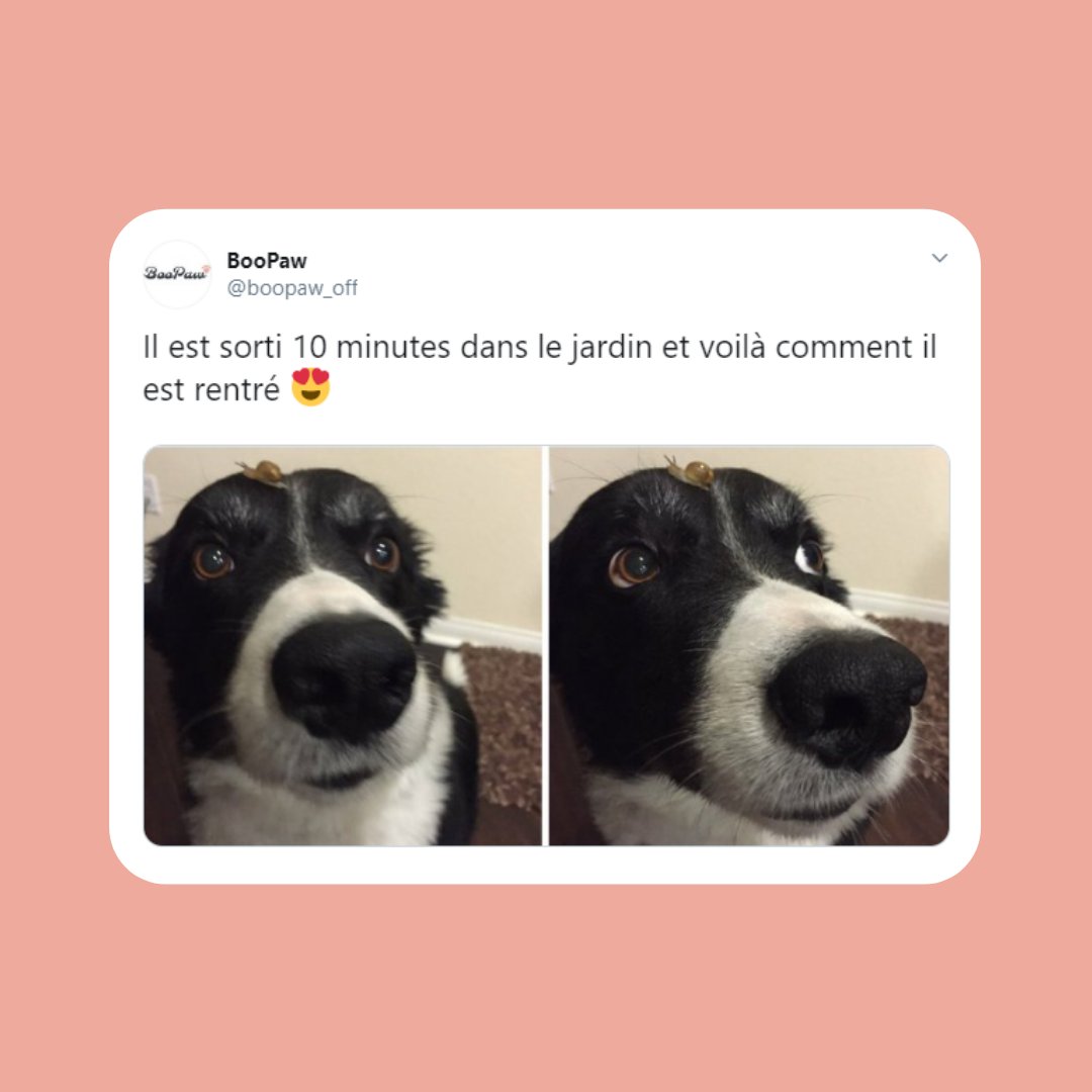 anzeldesigns's tweet photo. Il a rencontré Arnaud l'escargot 🐌🐢
Vous avez la réf ? 😜
#jaimeleschiens #chienparfait #jesuischien #monbebechien #meschiens #chiensheureux #viedechien
#dogmemes #dogsarelife #dogpics https://t.co/fYuD3yNEkW