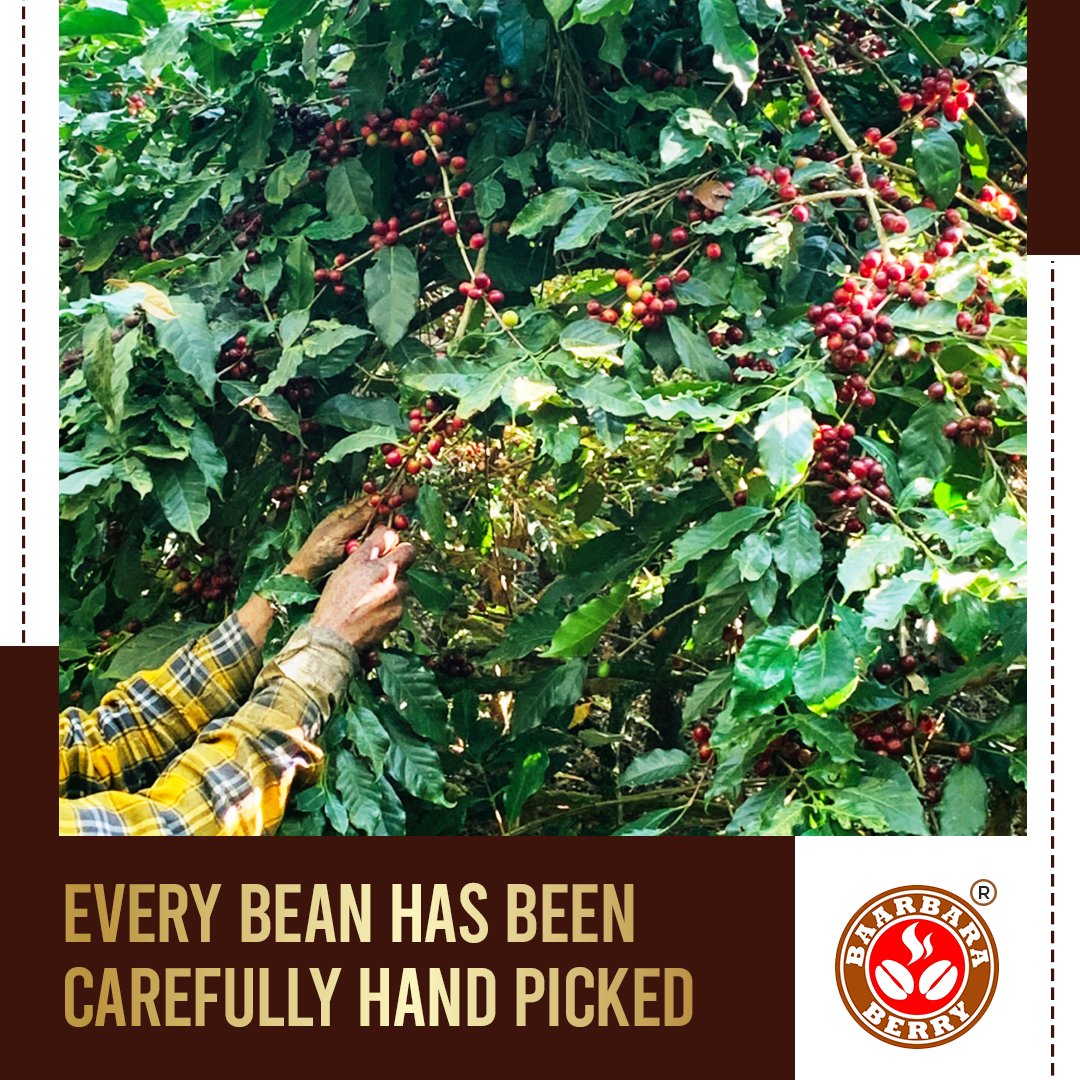 Baarbaraberry's tweet photo. Processing coffee is an art. We invest our time into harvesting the coffee cherries by hand-picking them off the plant, to the time when the coffee beans are finished off so that they can brew the perfect cup of coffee. #BaarbaraBeans #CoffeeTime #TheBaarbaraBrew #Coffee  #Cafe https://t.co/MLnnVQTKc4