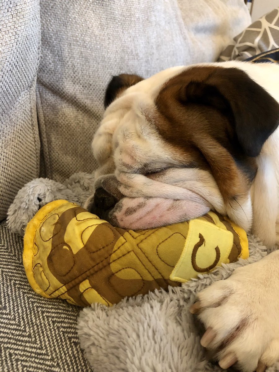 dantots's tweet photo. @CasperUK Is it possible to order one of the complimentary dog toy you sent with my boys bed? It’s been almost two years since we took delivery of the bed and he sleeps with the toy every night.. it’s now a bit worn! https://t.co/Nto6MSk41L