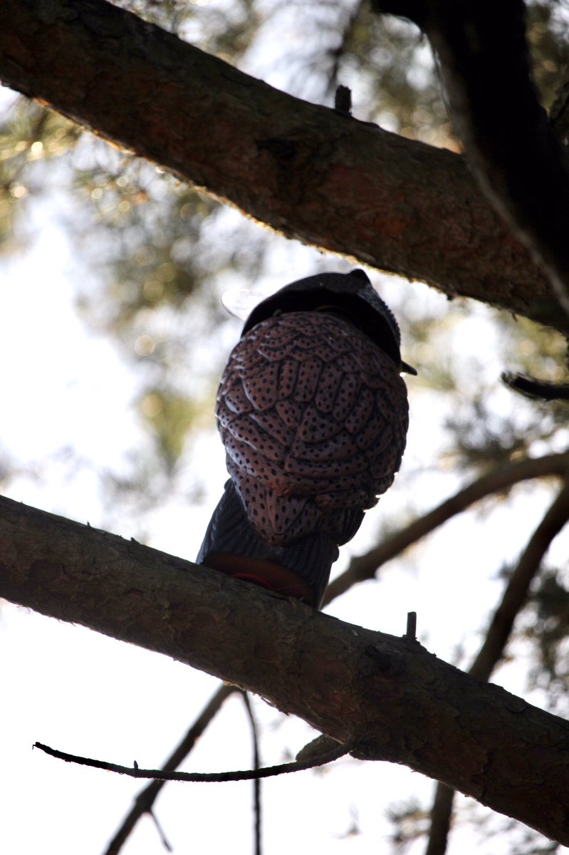 _Ludgrove's tweet photo. Owls in broad daylight perched outside the Deputy Head’s house?! No... on closer inspection, they’re humane pigeon deterrents doing a good job @ludgrove_school. #owls #birdspotting #birddeterrent #britishbirds #cleverideas #prepschool #iloveboarding https://t.co/I2N6CVaKeT