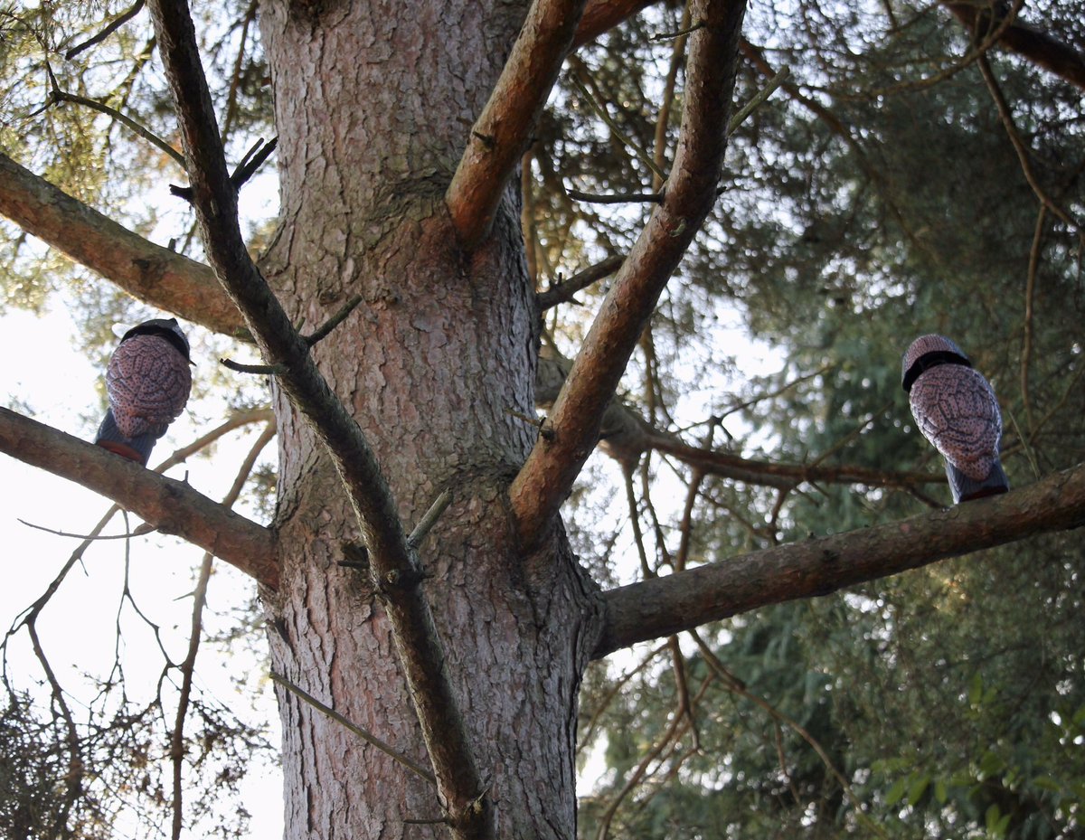 _Ludgrove's tweet photo. Owls in broad daylight perched outside the Deputy Head’s house?! No... on closer inspection, they’re humane pigeon deterrents doing a good job @ludgrove_school. #owls #birdspotting #birddeterrent #britishbirds #cleverideas #prepschool #iloveboarding https://t.co/I2N6CVaKeT
