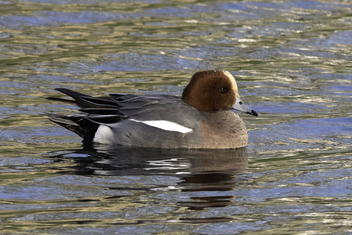 Well, that's a nice surprise... seen this morning <a href="/ChisCommons/">Chislehurst Commons</a> less than 100m from the Hight St, a solitary #wigeon amongst the usual ducks, geese and gulls @WildLondon <a href="/Natures_Voice/">RSPB</a>  <a href="/LondonBirdClub/">London Bird Club</a> #ChislehurstCommons