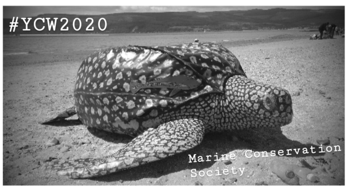 Black and white image of the MCS inflatable turtle at Lunderston Bay