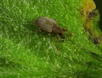 CABI_Invasives's tweet photo. New on the CABI Invasives Blog: 'Weed biological control: Challenges and opportunities' #biologicalcontrols #invasiveweeds https://t.co/LZZ7gCoS9X https://t.co/OGpQJNDFHO