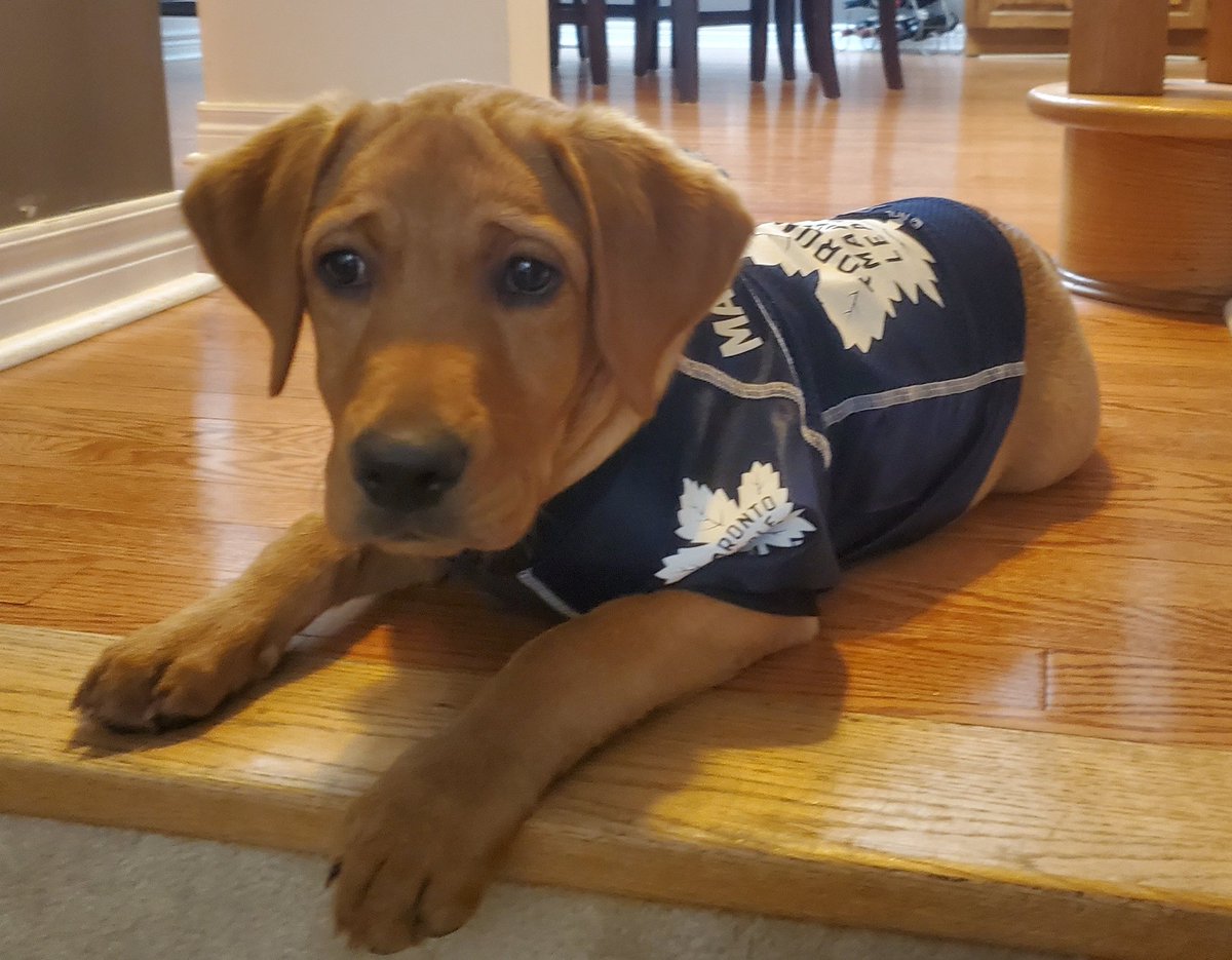 A pic of a real good boy in hopes it makes you smile. Please retweet for this #Leafs #LeafsForever fan! #BellLetsTalk