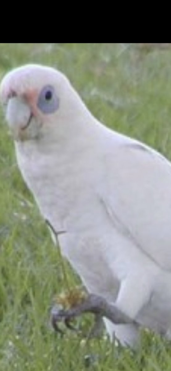 ぽよ しろ14歳 ギヒャー 間違えました シロビタイムジオウムじゃなくてアカビタイムジオウムでしたー 目の周りに羽根がない感じが近いかな と