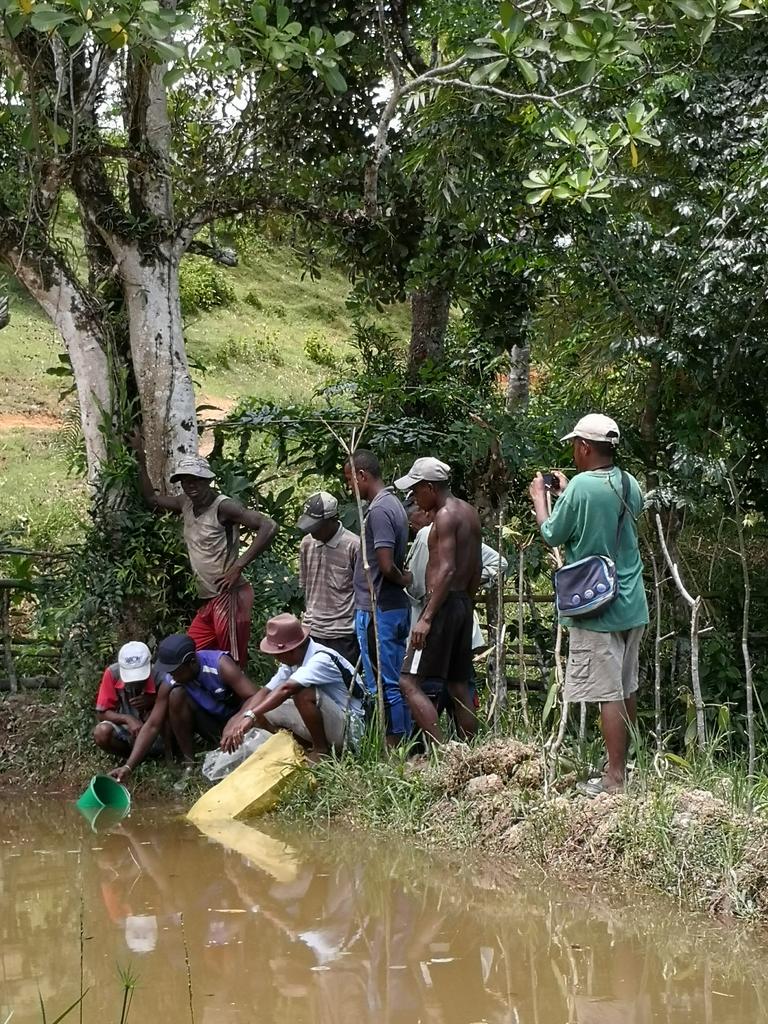 MortillaroJM's tweet photo. After 2 years working on #SWMProgramme we reached first stocking of 200 #Paratilapia in #Makira #Madagascar sector 1 - Ambalamahogo @WCS_Mada @Cirad @CIFOR @FAOfish #APDRA #ADRPi
Very proud to be here and hope next pond will be finished and stocked very soon... 🎉🎉🎉🐟🐟🐟 https://t.co/pmRIC8VryU