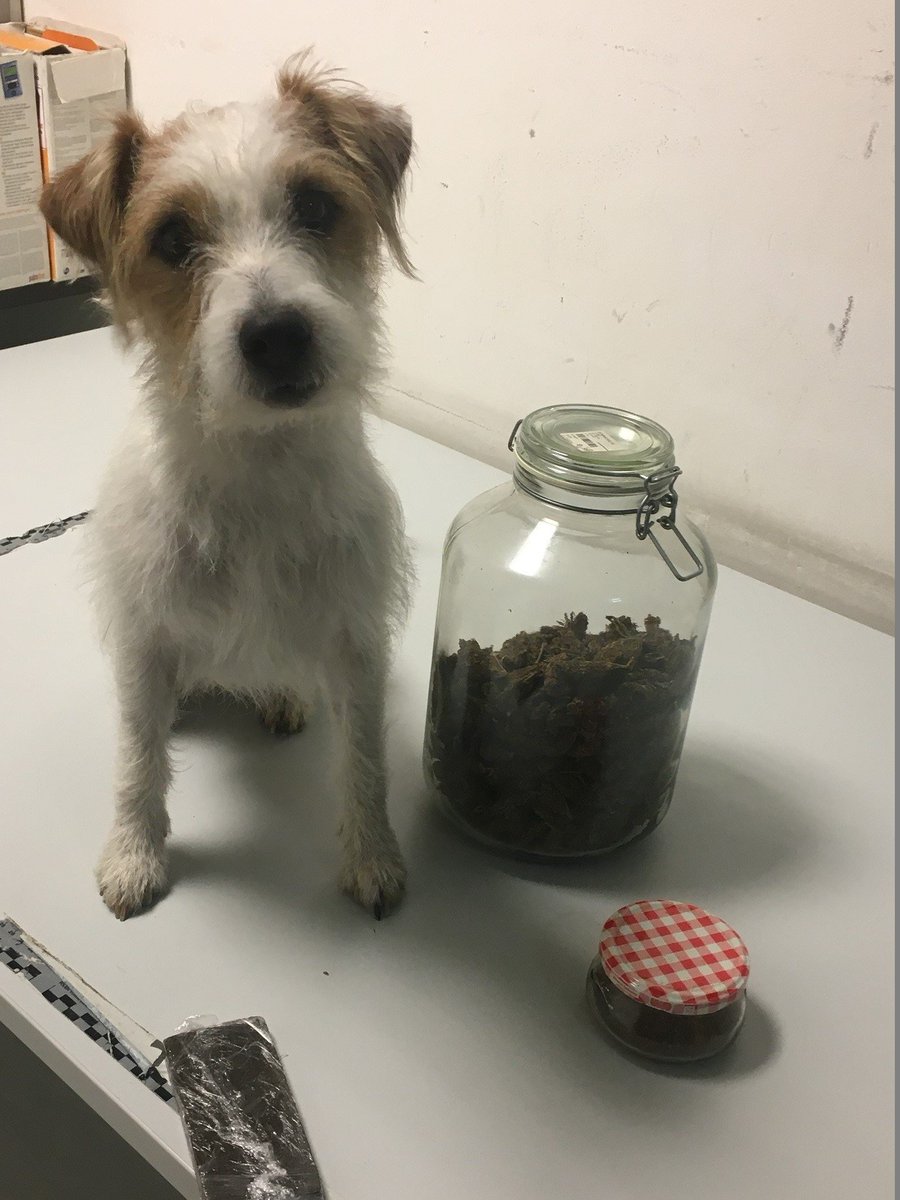 LPDnoe's tweet photo. Was unser kleinster Kollege "Pitt vom Taffatal" 🐶 in der #Luftpost erschnüffelte, kann man in unserer #Presseaussendung nachlesen: https://t.co/izE5nY7P6A

📷 DHI Schwechat https://t.co/RDiaC3Marx