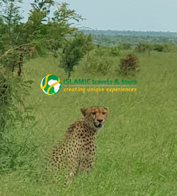 IslamicTrav's tweet photo. Welcome 2020 With a South African Halal Travel Experience! - https://t.co/tXbBgQmyrd https://t.co/3QdSoHMNgx