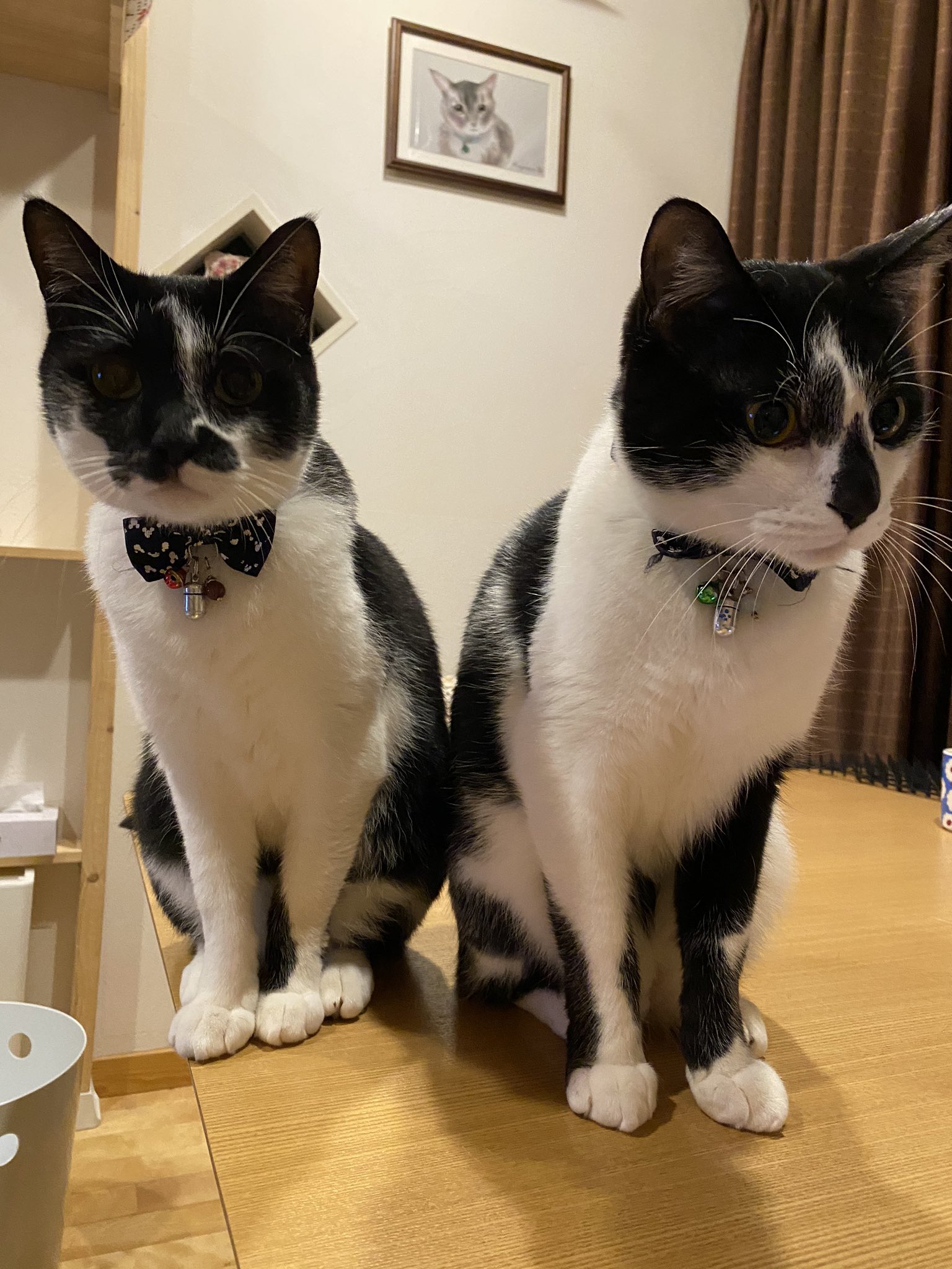 Yohkun V Twitter うちの個性派3兄弟 前髪足りない おかっぱ うーちゃん ハチワレ になれなかったしずきゅん ハチワレにも ちょび髭 にもなれなかったがっちゃん でもみんなすんごく可愛いんですよ 猫 ねこ 保護猫 白黒猫