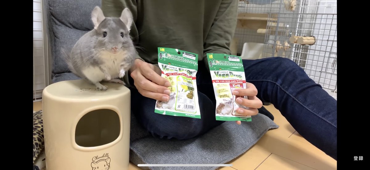 ぼへ チンチラ 好きな食べ物と嫌いな食べ物の反応の違いが面白すぎる Funny And Cute Chinchilla T Co Bvm7atuauw Youtubeより カメラ目線なのがかわいい