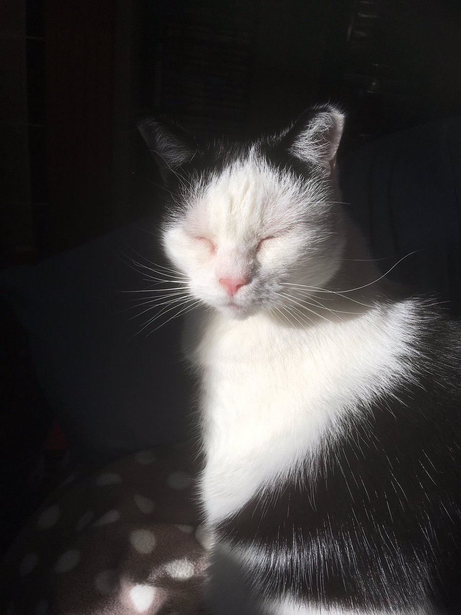 purpleglostick's tweet photo. It’s very bright this morning anyone seen my sunglasses?? 😎🐾🦄 #Rosie #bright #sunshine #cantseeproperly #verybright https://t.co/UrwM34j9jT