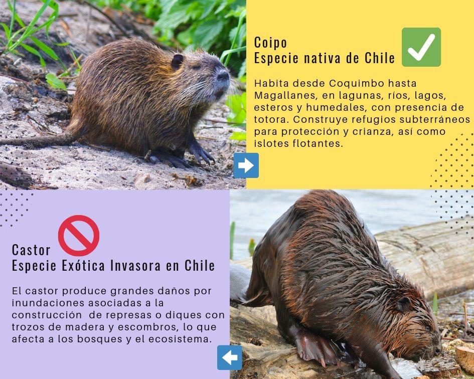 conaf_minagri's tweet photo. @Sanfeliu Hola, en la siguiente lámina puedes ver las diferencias. Nuestro @ForestinChile es un coipo, animal nativo de Chile. Saludos.- https://t.co/e7BNQU5YEJ