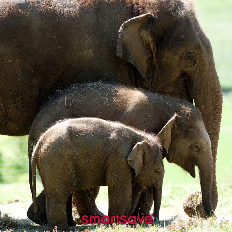 Smartsave's tweet photo. Meet giraffes, monkeys, lions, and many other animals at Whipsnade Zoo and save 20% on the tickets for you and your family! https://t.co/TZUI9x6X73 #England #Wildlife #Attraction https://t.co/Gw93SpDKHL