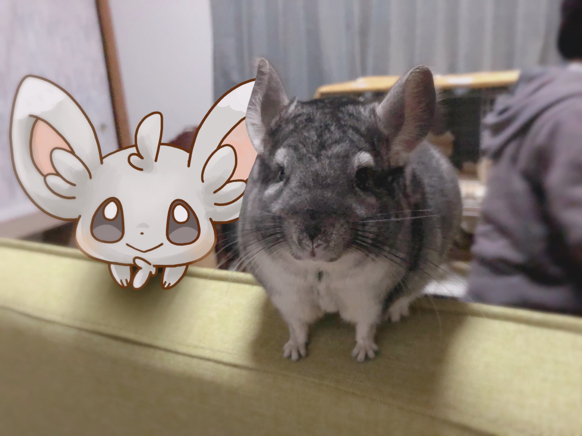 Twitter 上的 きゃすばる れい チンチラくんとチラーミィさん チンチラと生活 ポケモンと生活 T Co 8dp5om1ifp Twitter