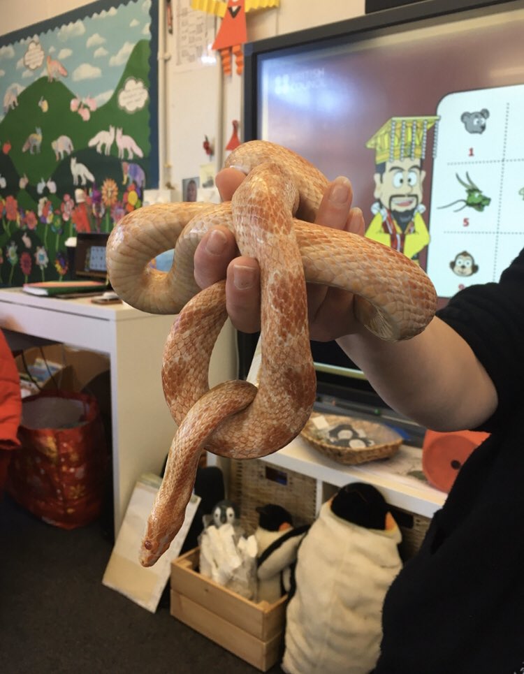 STAClassBirch's tweet photo. We’ve loved having a visit from Stevie the snake this morning 😊🐍Mrs Arms-Rawden kindly brought him in to meet us and for us to find out some snaky facts! It was very interesting and we loved touching him. Do you think he was warm or cold to touch? #teamstannes https://t.co/1RdyhB1vxv