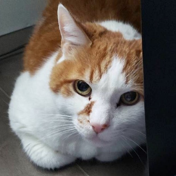 FetchPetCare's tweet image. Happy #WhiskerWednesday from this kitty at our #FetchSeattleNorth location #dogsofseattle #seattlepetcare