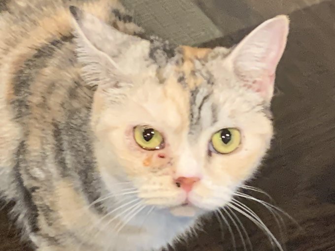 再度この店舗へ行ってきました。 目に炎症起こしている子がいたから聞くと猫風邪で治療中との事。 隔離しないのか店員に尋ねたら「全頭猫風邪なんで」😱 そういう事は入る前に言って下さい💢 治療中とはいえ接客させていいの？ うちにもニャンズがいます。 帰ったら風呂場へ直行です💦 #猫カフェ #空陸<a href="/tag/%E7%8C%AB%E3%82%AB%E3%83%95%E3%82%A7"class="tags">#猫カフェ</a><a href="/tag/%E7%A9%BA%E9%99%B8"class="tags">#空陸</a>