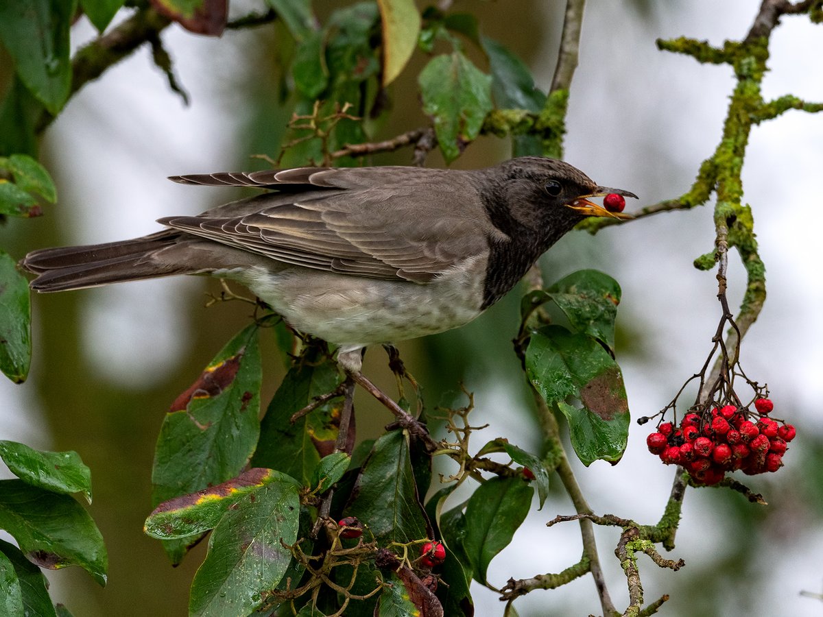 We finally visited #WhipsnadeZoo on Monday to see the Black-throated Thrush (Turdis atrogularis) which is a migratory Asian species and has been there since Dec 11th, when we arrived it was light rain, but gradually got a lot heavier 🥶, it was showing and feeding really well.